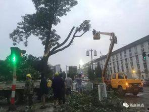 邯郸大树爆料事件视频,揭秘背后真相 第1张 邯郸大树爆料事件视频,揭秘背后真相 第1张